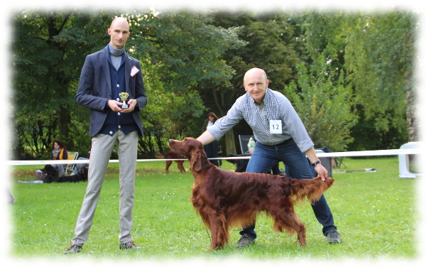 BOB Irish Red Setter